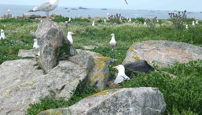 Glénan Islands 1h by boat from the Kost-Ar-Moor