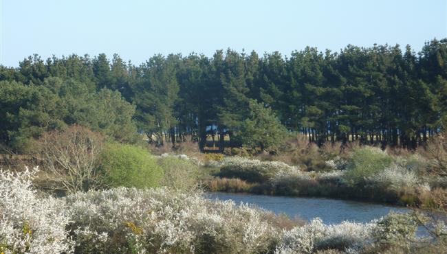  the polder in spring