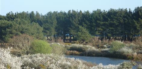  the polder in spring - Camping Kost Ar Moor - Fouesnant