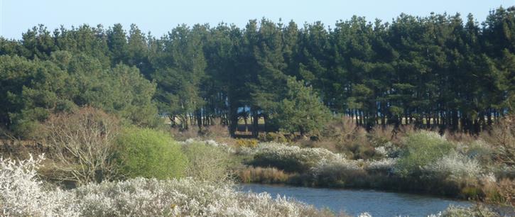 the polder in spring