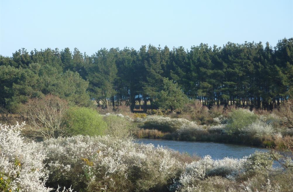  the polder in spring