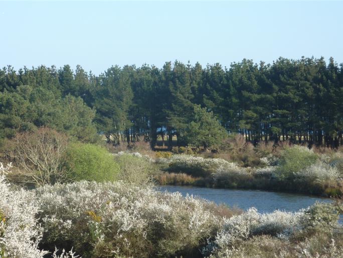  the polder in spring