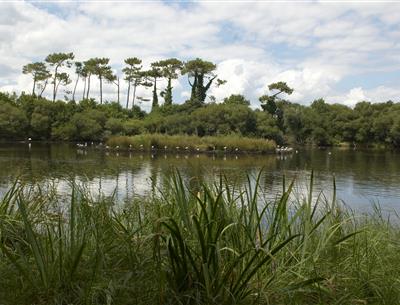 Protected natural area on the edge of Kost-ar-moor campsite