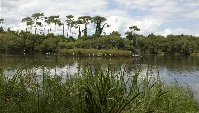 Protected natural area on the edge of Kost-ar-moor campsite