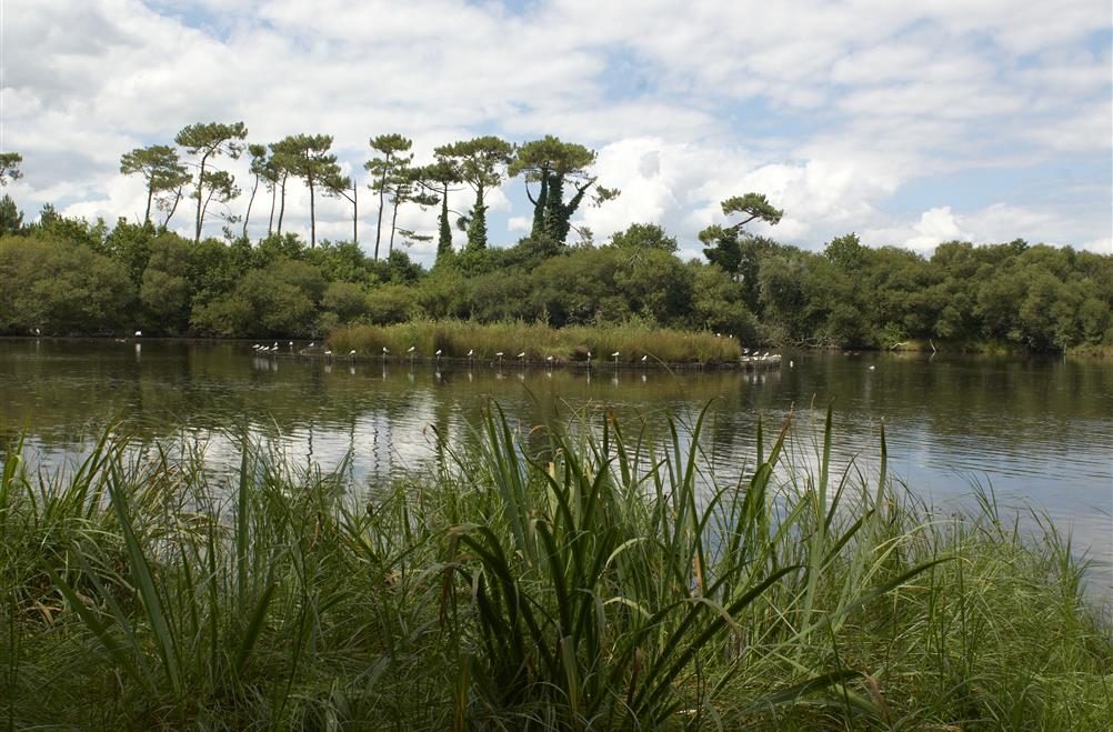 Protected natural area on the edge of Kost-ar-moor campsite